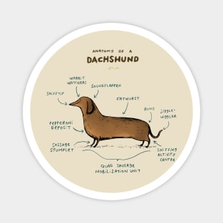 Anatomy of a Dachshund Magnet